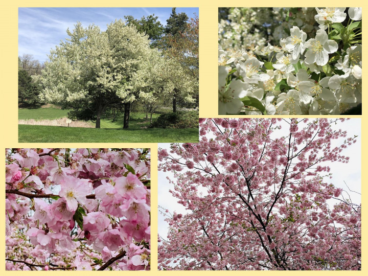 密西根州安娜堡春季梨花與櫻花盛開美景