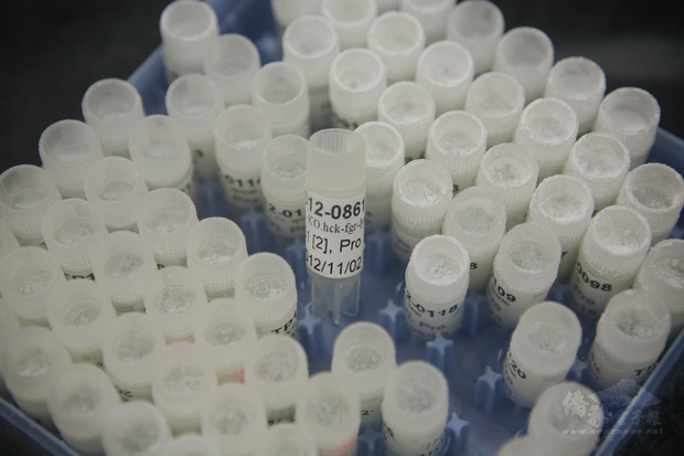 國家實驗鼠種原庫保存實驗動物資源，圖為冷凍保存在細胞凍管的胚。（國研院動物中心提供）