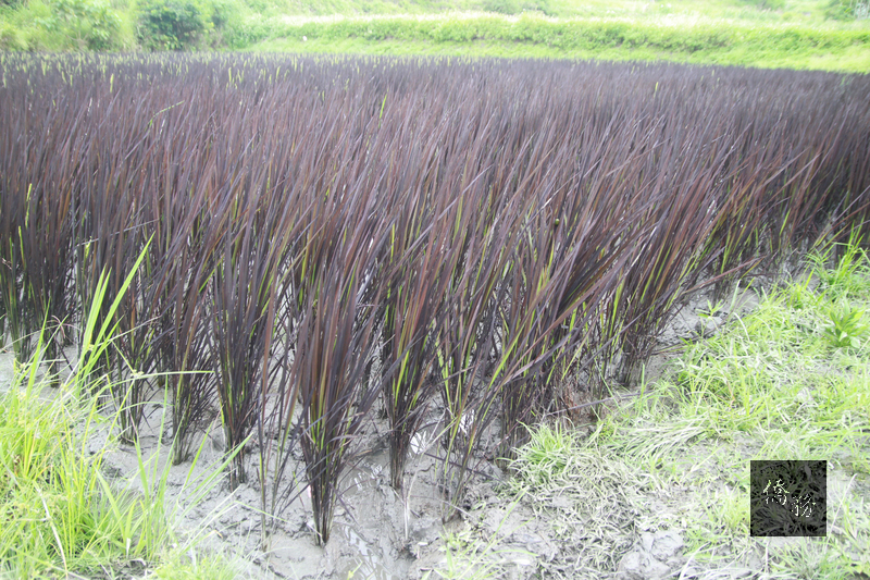 花蓮玉里鎮松浦里宮前部落的一處稻田，隨著稻禾成長
，整個稻田看來黑壓壓一片，顛覆綠油油的傳統印象，
吸引許多民眾駐足。玉溪農會代理總幹事黃素芬說，這
是「水稻花蓮23號品種」，也是近年相當盛行的彩繪稻
米的元素之一。（中央社提供）