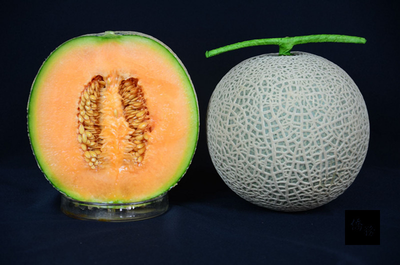 高雄區農業改良場育成新品種洋香瓜高雄2號「橘后」,有日本阿露斯系統的果紋,肉質香甜Q軟多汁,單粒新台幣400元上下,正積極推廣中,希望讓青年返鄉從農有更多的選擇。(中央社提供)