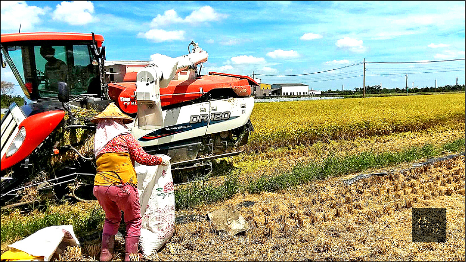 南市農業局今年推廣的台南十六號豐收，昨日全數收割完畢，農業局極力推薦。（自由時報提供）