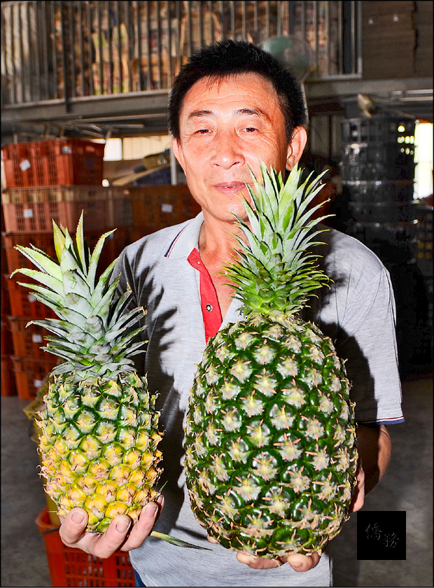 西瓜鳳梨(右)俗稱「白節仔」,平均都有六、七台斤,比一般鳳梨(左)的體積大了兩、三倍,取名「西瓜」鳳梨,純粹著眼於外型體積龐大。(自由時報提供)