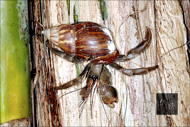台江國家公園又多一個新紀錄種─凹足陸寄居蟹 。（圖／自由時時報）