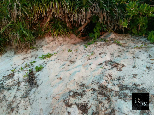 海洋國家公園管理處表示，東沙管理站駐島人員6月分別兩次發現海龜上岸的爬痕，及疑似已產卵的洞，離上次發現海龜上岸產卵已是兩年前的事。（海管處提供）