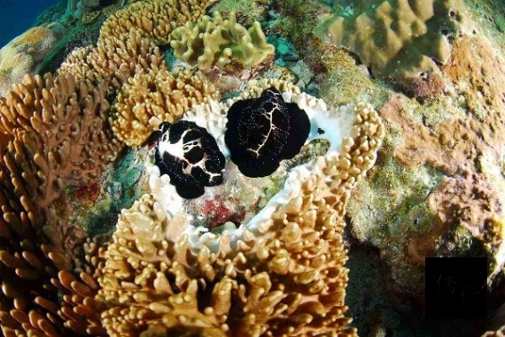 澎湖南方四島國家公園海底景色海兔螺。（圖／臺灣國家公園官網）