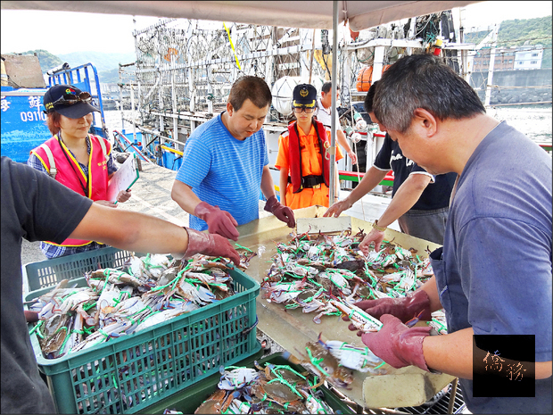 為保育萬里蟹資源，8月16日起至11月15日，漁民禁捕抱卵母蟹，違者開罰3萬元至15萬元。圖為市府稽查情形。（新北市漁業處提供）