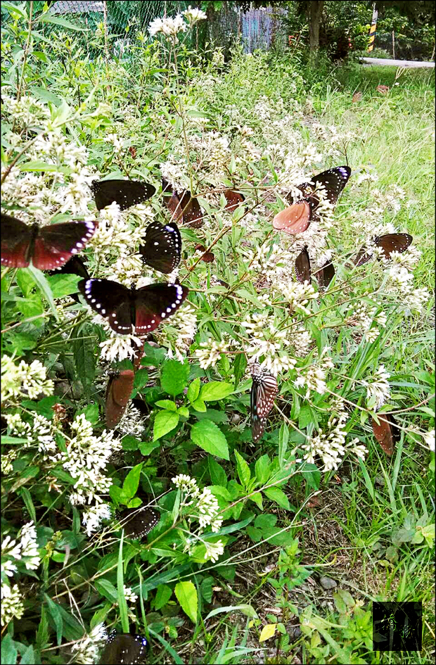 六龜區三合溪擁有世界級保育紫斑蝶棲息地。（自由時報提供）