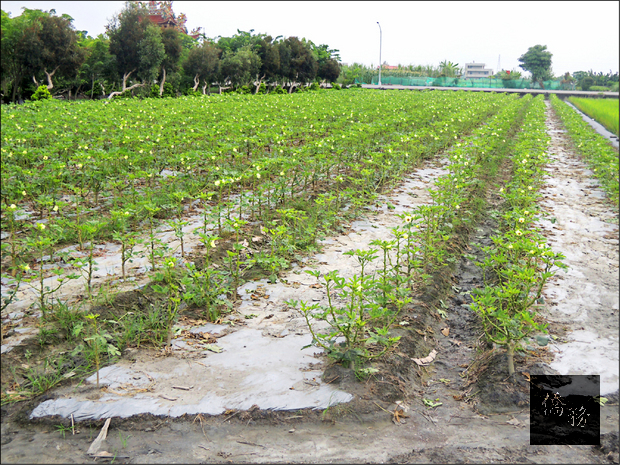 水林田間出現秋葵花海新景象。(自由時報提供)