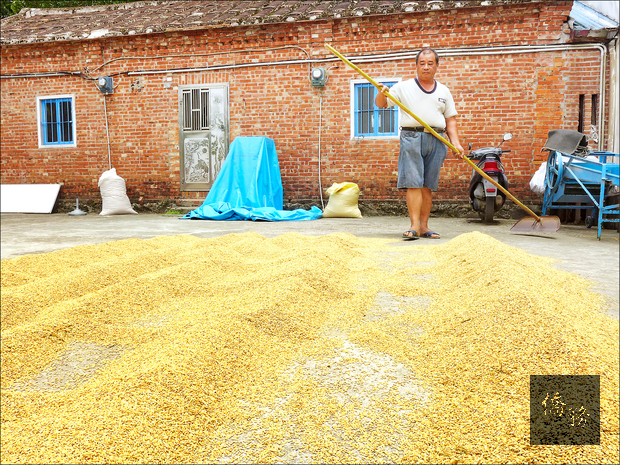 依循傳統日曬稻穀，大太陽下，每廿分鐘到卅分鐘就翻動一次，好讓每顆穀粒平均散去水分。（自由時報提供）