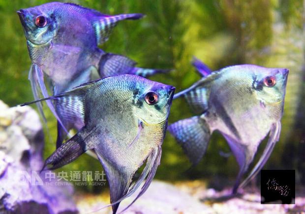 2017台灣觀賞魚博覽會18日在農委會舉行展前記者會，預展台灣養殖業者研發的成果阿凡達神仙魚（圖），藍綠色金屬光澤在不同光源角度照射下會呈現多變亮麗的寶石色。 （中央社提供）