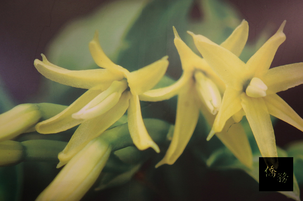 成功大學研究團隊21日宣布完成現存最原始蘭花「擬蘭」（圖）全基因體解序，「擬蘭」是現存最古老的蘭科植物，7700萬年前就已出現，花的外表和一般蘭花大不相同。（中央社提供）