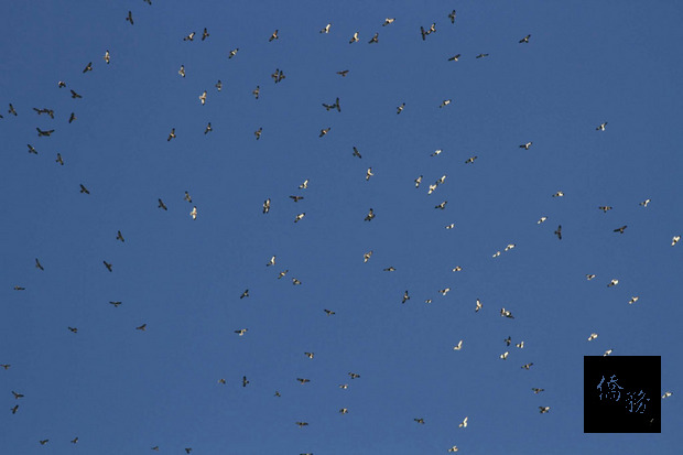 墾丁國家公園管理處發布新聞稿表示，今年赤腹鷹過境墾丁的數量，從9月1日至25日總計為20萬3288隻，上次過境破20萬隻是在13年前，讓愛鳥人士相當興奮。圖為天空布滿赤腹鷹的壯觀景象。（墾管處提供）
