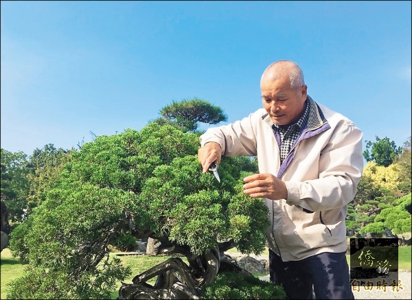 NBA球星林書豪的叔叔也是園藝大師林清祥，示範園藝修剪技巧。（自由時報提供）