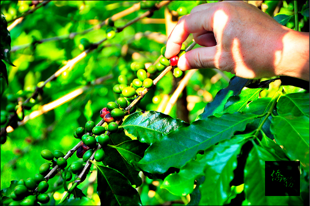 花蓮是全台第6大咖啡產區，11月起採收，只採取成熟的紅色漿果。（自由時報提供）
