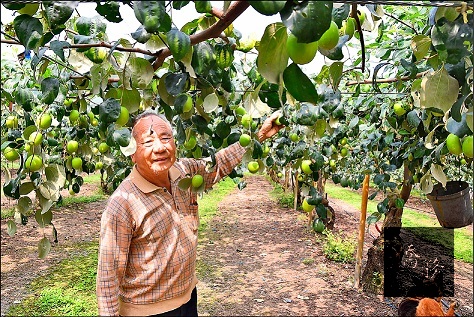 今年棗子外銷市場較過去熱絡，三月將首度銷往日本。(自由時報提供)