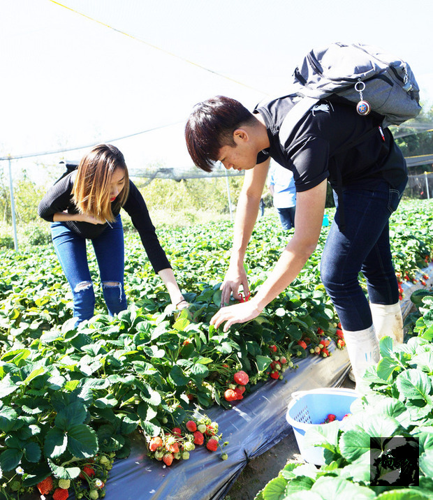 台灣進入草莓盛產期，日前有新加坡大學生來台遊玩，特地安排採草莓行程，享受星國沒有的田園樂趣。(中央社提供)