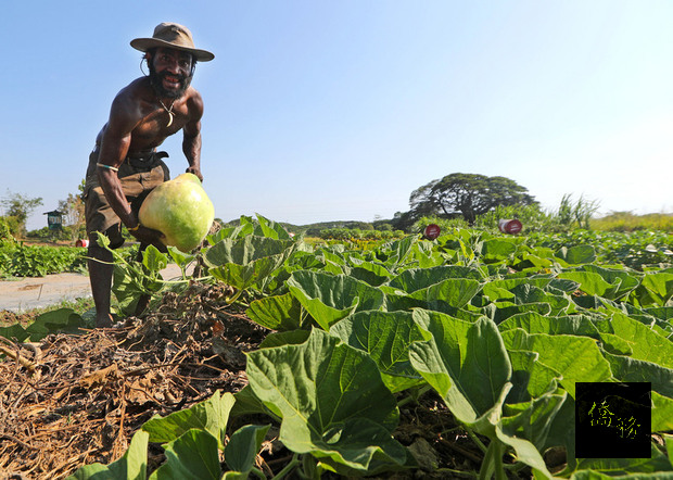 台灣技術團與巴紐農業試驗所合作，開闢2公頃農地，種植多種蔬菜做為示範農地，一年約開12梯次課程，一次教20、30人。課程結束後，還會依農民所住地區特性贈送適合栽種的蔬菜種子，其中也包括當地較難取得的西瓜、甜玉米等。（中央社提供）
