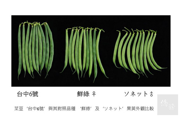 農委會台中區農改場費時6年，育成矮性菜豆「台中6號」，母系是鮮綠、父系為來自日本的品種，育成的顏色深綠、無筋絲、帶有甜味，冷凍後顏色最美、口感細緻又鮮脆帶甜，十分優異。