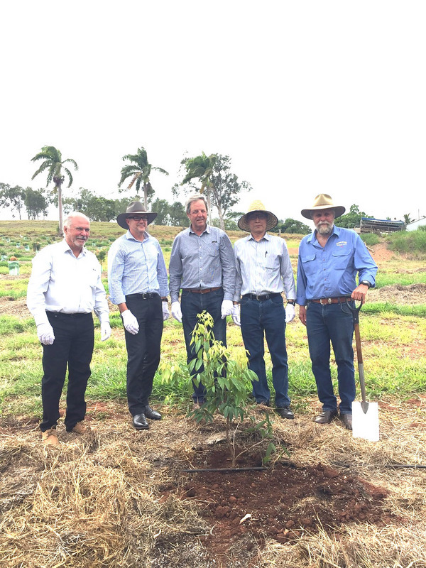 農委會23日表示，首次在南半球澳洲種植的台灣6個新品種荔枝苗，最近完成檢疫，其中4種已由澳洲農民試種，預計5年後採收。（農委會國際處提供）