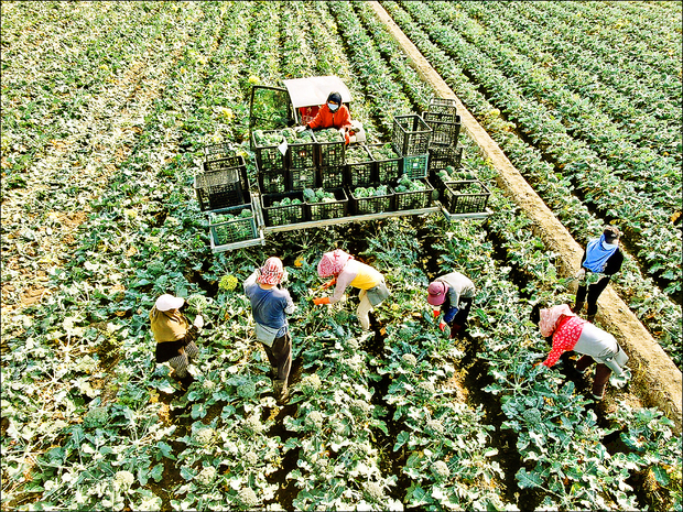 「沃田農協」青農團隊種植的加工用青花菜，獲全球良好農業規範認證。（自由時報提供）