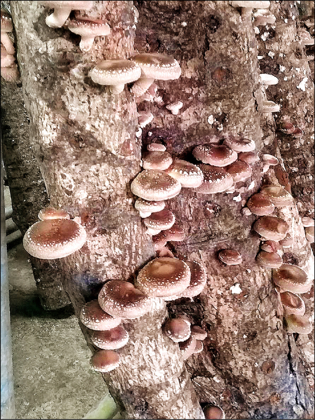 台大實驗林管處在溪頭栽培段木香菇，香菇生長碩大飽滿，行情直逼茶葉，可望為林農創造額外收入。 （台大實驗林提供）