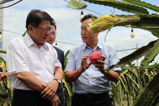 屏東縣政府為解決火龍果夏天產銷問題，在工業局、清華大學等團隊協助下，利用AI技術將火龍果產期從夏季調節到冬季，縣長潘孟安（左）29日見證成果。（屏東縣政府提供）