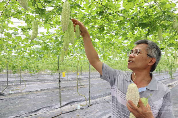 花蓮區農業改良場7日舉辦生產示範觀摩會,副研究員全中和(圖)介紹農改場研發的苦瓜新品種「花蓮7號」,結果數多、口感佳、營養成分高,苦味適中,適合做成各式加工品。(中央社提供)