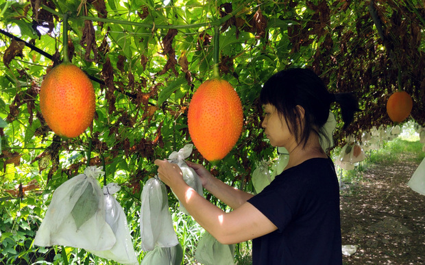 木虌果為東部地區原住民重要瓜類作物,台東區農業改良場日前召開木虌果新品種命名審查會議,經書面與現場審查一致決議通過命名「台東1號」,為國內第一個命名的原生種木虌果品種。圖為田中栽種情況。(中央社提供)