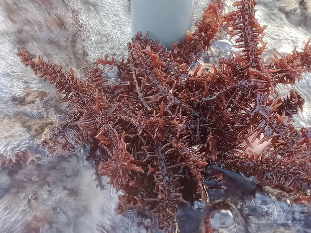 澎湖縣農漁局成功研發海藻養殖模組，目前輔導澎湖5家養殖業者生產海葡萄，3家養殖業者生產鋸齒麒麟菜（圖），鋸齒麒麟菜除可以食用也可當飲品，是重要經濟海藻之一。（中央社提供）