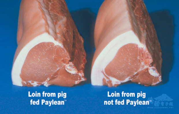 從豬腰肉的橫切面來看，餵食萊克多巴胺的豬隻(左)，皮下脂肪層油脂明顯減少。(台灣大學獸醫專業學院名譽教授賴秀穗提供）