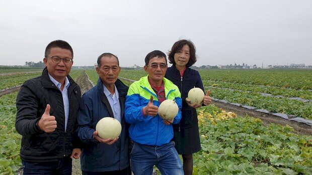 屏東東港地區利用2期作種植哈蜜瓜及香瓜,得天獨厚地理環境優勢,讓東港的香瓜、哈蜜瓜有香甜好滋味,也成為全台唯一冬季生產哈蜜瓜及香瓜的地區。(農糧署提供)