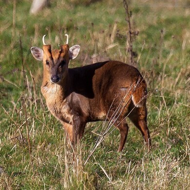 行政院長蘇貞昌表示,「野生動物保育法」部分條文修正草案應更周延規劃,要求農委會再做盤整。