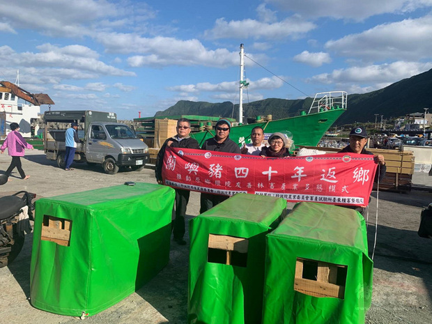 40年前從蘭嶼帶到本島台東保種的蘭嶼豬,經農委會畜產試驗所協助,日前順利送28頭純種蘭嶼豬「回家」,繼續傳承當地文化,鄉親並在港口拉起「蘭嶼豬40年返鄉」的紅布條歡迎。