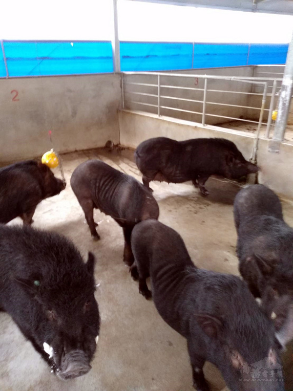 40年前從蘭嶼帶到台東保種的蘭嶼豬,農委會畜產試驗所14日送回28頭,朗島村長施拉橫說,目前會將這10頭公豬、18頭母豬採取集中公共圈養方式,一是避免與其他豬隻混種,另則希望能自然繁殖,保留完整純種基因,延續島上原生種豬的傳承。