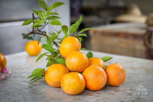 新北市政府農業局指出，八里主要種植的桶柑口感甘甜多汁，價格穩定，由於是產季接近農曆過年的應節水果，歡迎民眾多買多吉利。