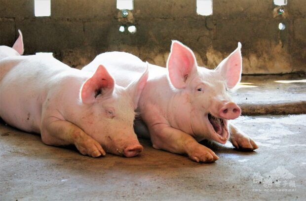 非洲豬瘟警報未解除 關務署加強查核違規豬肉包裹
