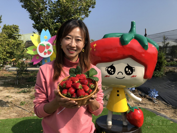 2019年榮獲全國「百大青農」的許彤蓉（圖）展示父親許明興耗時5年研發的新品種草莓「優雪」，不但耐雨水沖刷且不易爛，甜度高、香氣足。