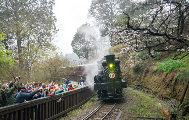 阿里山國家森林遊樂區內種植逾30品種、2800株櫻花,每年3、4月的賞櫻活動吸引眾多遊客到訪。其中蒸汽火車穿越櫻花林景象,更是民眾爭相拍攝的焦點。