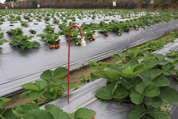 苗栗市楓和草莓園接受苗栗農改場輔導實施草莓有害生物綜合管理（IPM），田間懸掛防治薊馬的警戒費洛蒙，以生物防治方式達到化學藥劑減量目標。