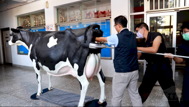 中興大學獸醫學院自加拿大引進一套真實等比的乳牛模擬教具,包含3套模擬系統,牛隻難產、牛隻直腸檢查、牛隻乳房等,獸醫系主任陳鵬文(左)等人3日示範模擬乳牛接生情景。(圖:中興大學FB)