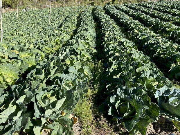 高麗菜去年年底至今年初，價格相當不錯，引發農民搶種。圖為南投山區的高麗菜田。(央廣提供)