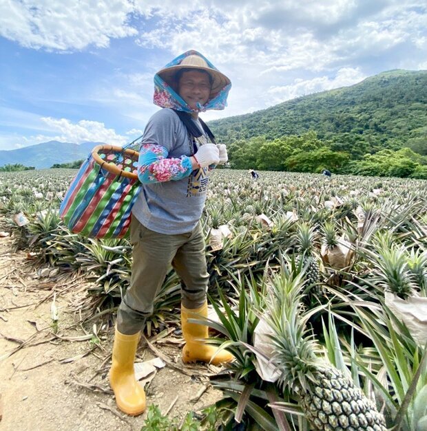 交通部長林佳龍曾赴台東體驗在地農場的手作鳳梨果醬遊程，被民眾笑稱「有像農婦」。(交通部提供)