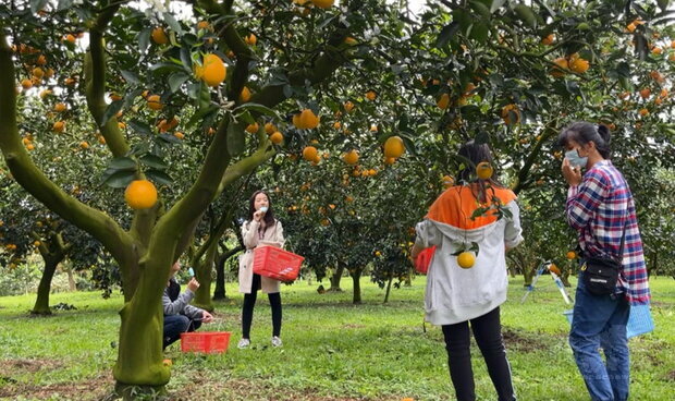 經歷2個春天、14個月成長,邊開花邊採收的水果「香丁」上市了,營養豐富,酸甜多汁。