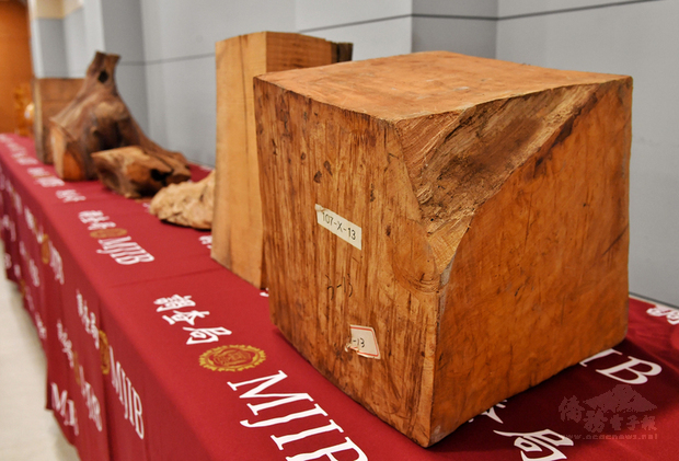 法務部調查局17日舉行記者會,宣布自民國106年至109 年執行台灣檜木(台灣扁柏及紅檜)DNA鑑定研究及資料庫建檔,成功開發台灣檜木特定DNA分子標記,完成個體鑑別技術,當珍貴的盜伐木被查獲,只需比對DNA資料庫,即可判定贓木來源。(中央社提供)