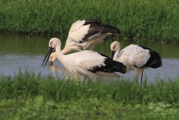 新北市政府動保處20日表示，近日在金山區清水濕地出現的東方白鸛屬於世界瀕危物種，疑似是109年12月間出現的3隻東方白鸛，呼籲賞鳥務必保持適當距離。（市府提供）