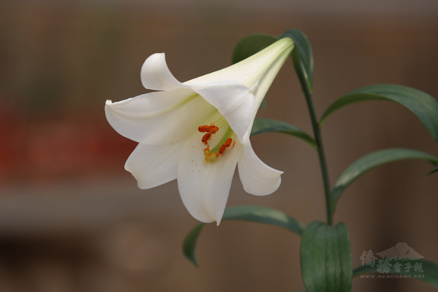 金門縣林務所與中興大學23日宣布，成功復育深具經濟開發潛力的金門野百合，以「浯洲百合」發想的「浯百」已進入增殖量產階段。