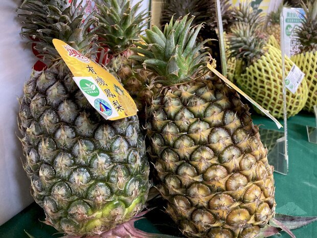 台灣鳳梨近期出口新加坡卻遭消費者反應品質不符期待,農委會協調公會若出現問題將無條件重新供貨。圖為「台農17號」鳳梨。