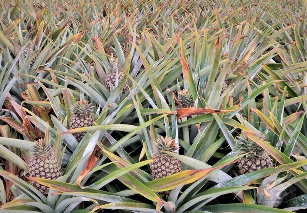 台灣鳳梨不是只有金鑽，農委會表示，台灣還有芒果鳳梨等23種，現在只要在農委會合作平台購買，就有促銷回饋。圖為台灣鳳梨。