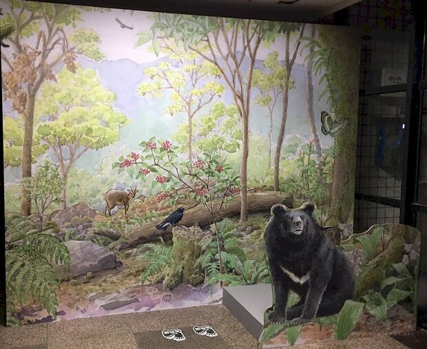 玉山國家公園管理處25年來進行台灣黑熊監測、系統性調查、研究等保育工作，9日起推出檔案特展，讓遊客了解黑熊保育歷程及過去相關推動工作檔案。（玉管處提供） (圖：中央社)
