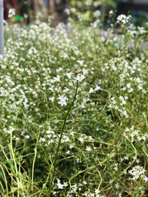 在「台灣維管束植物紅皮書目錄」列為已滅絕物種的「澤珍珠菜」相隔百餘年後，去年被民眾在基隆發現它的蹤跡。無黨籍基隆市議員王醒之10日表示，相關單位異地育苗成功，近期擬將部分移植回原發現地。